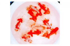 [№4631-0712]金魚「日本オランダ獅子頭 」D