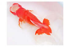 [№4631-0713]金魚「日本オランダ獅子頭 」E
