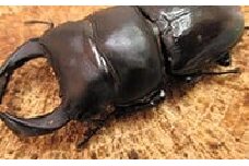 [№4631-0736]国産オオクワガタペア♂７０ミリ前後・♀お任せ 