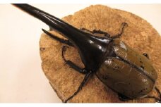 [№4631-0979]ヘラクレスオオカブト♂１４０ミリ前後・♀お任せ