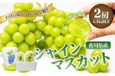 [№4631-1686]食卓応援品　瀬戸内のシャインマスカット　2房（約1.1kg） マスカット 葡萄 ぶどう ブドウ フルーツ 果物 くだもの 果実 旬の果物 旬のフルーツ 贈答用 ギフト プレゼント 香川 香川県 東かがわ市