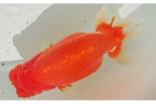 [№4631-1711]金魚の王様【らんちゅう】（鑑賞・練習用）