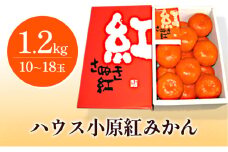 [№4631-1897]ハウス小原紅早生みかん（さぬき紅）約1.2kg