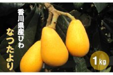 [№4631-1896]初夏の果実 なつたより（びわ）約1kg
