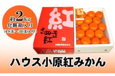 [№4631-1898]ハウス小原紅早生みかん（さぬき紅）　約2kg
