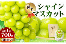 [№4631-1919]極上 シャインマスカット 大房 700g 1房 化粧箱  マスカット 葡萄 ぶどう ブドウ フルーツ 果物 くだもの 果実 旬の果物 旬のフルーツ 贈答用 ギフト プレゼント 香川 香川県 東かがわ市