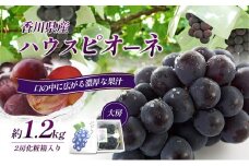 [№4631-1915]ハウスピオーネ 大房 2房 1.2kg 化粧箱 黒い真珠 ピオーネ 葡萄 ぶどう ブドウ フルーツ 果物 くだもの 果実 旬の果物 旬のフルーツ 贈答用 ギフト プレゼント 香川 香川県 東かがわ市