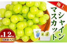[№4631-1920]極上 シャインマスカット 大房 2房 1.2kg 化粧箱 マスカット 葡萄 ぶどう ブドウ フルーツ 果物 くだもの 果実 旬の果物 旬のフルーツ 贈答用 ギフト プレゼント 香川 香川県 東かがわ市