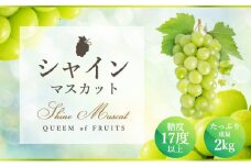 [№4631-1921]ハウスシャインマスカット 2～5房 2kg 化粧箱 極上 シャインマスカット マスカット 葡萄 ぶどう ブドウ フルーツ 果物 果実 旬の果物 旬のフルーツ ギフト プレゼント 香川 香川県 東かがわ市