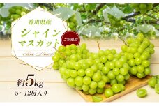 [№4631-1925]シャインマスカット 5～12房（ご家庭用） 約5kg 家庭用 マスカット 葡萄 ぶどう ブドウ フルーツ 果物 くだもの 果実 旬の果物 旬のフルーツ 香川 香川県 東かがわ市