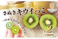 [№4631-2065]さぬき キウイっこ 一口サイズの甘～いキウイ 60個 2kg キウイフルーツ キウイ フルーツ 果物 くだもの 果実 旬の果物 旬のフルーツ 香川 香川県 東かがわ市