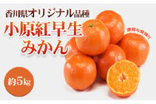 [№4631-2070]みかん 香川県オリジナル品種 小原紅早生みかん L～Sサイズ 40～60個 5kg オリジナル 早生みかん 蜜柑 ミカン 柑橘系 柑橘類 フルーツ 果物 くだもの 果実 旬の果物 旬のフルーツ 香川 香川県 東かがわ市