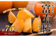[№4631-2077]富有柿 7.5kg 3L～Lサイズ 24～32玉 香川県産 かき カキ 柿 フルーツ 果物 くだもの 旬のフルーツ 旬の果物 富有 柿 甘柿 香川 香川県 東かがわ市