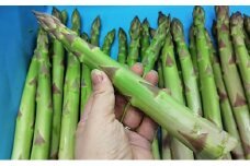 [№4631-2199]期間限定！極太アスパラ 【さぬきのめざめ1kg】 3Lサイズ