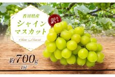 [№4631-2221]訳あり シャインマスカット 700g 1房 家庭用 香川県産 ぶどう ブドウ 葡萄 マスカット フルーツ 果物 くだもの 旬のフルーツ 旬の果物 不揃い 訳アリ 香川 香川県 東かがわ市