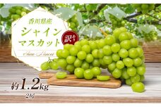 [№4631-2222]訳あり シャインマスカット 1.1kg 2房 家庭用 香川県産 ぶどう ブドウ 葡萄 マスカット フルーツ 果物 くだもの 旬のフルーツ 旬の果物 不揃い 訳アリ 香川 香川県 東かがわ市