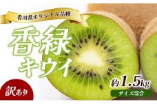 [№4631-2267]訳あり 香緑 キウイ 1.5kg 香川県産 キウイフルーツ キウイ フルーツ 果物 くだもの 旬のフルーツ 旬の果物 不揃い 訳アリ 香川 香川県 東かがわ市