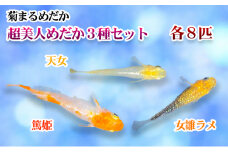 [№4631-2262]菊まるめだかの【超美人めだか３種セット】計24匹