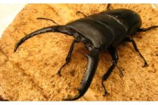[№4631-2277]パラワンオオヒラタクワガタ♂100ミリ前後・♀お任せ
