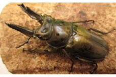 [№4631-2280]ババオウゴンオニクワガタ♂70ミリ前後・♀お任せ