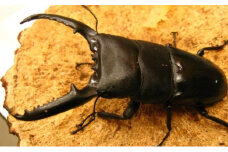 [№4631-2278]パラワンオオヒラタクワガタ♂95ミリ前後・♀お任せ