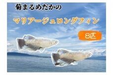 [№4631-2444]菊まるめだかの【マリアージュロングフィン8匹】
