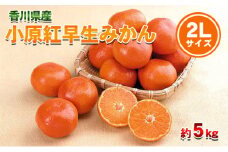[№4631-2464]小原紅早生みかん 2Lサイズ 5kg 香川県産 早生みかん みかん ミカン 蜜柑 フルーツ 果物 くだもの 旬のフルーツ 旬の果物 柑橘 柑橘類 大玉 香川 香川県 東かがわ市