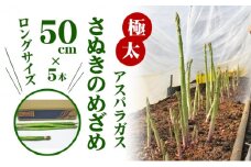 [№4631-1379]極太アスパラガス【さぬきのめざめ】50cm ロングサイズ 5本