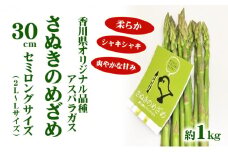 [№4631-1644]アスパラガス【さぬきのめざめ】30cm セミロングサイズ 1kg