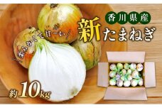[№4631-1147]新たまねぎ　約10kg