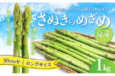 [№4631-2501]アスパラガス【さぬきのめざめ】夏芽30cmセミロングサイズ1kg