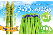 [№4631-2502]アスパラガス【さぬきのめざめ】夏芽Mサイズ900g