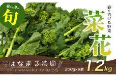 [№4631-2563]冬から春が旬の「菜花(菜の花)」1.2kg