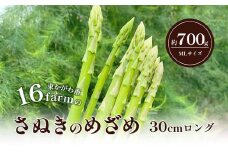 [№4631-2614]16farmのアスパラ「さぬきのめざめ30cmロング」MLサイズ700g アスパラガス さぬきのめざめ ロングアスパラ 野菜 やさい 新鮮 東かがわ