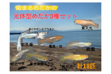 [№4631-2639]菊まるめだかの【光体型めだか3種セット】計18匹 セレクト メダカ 幼魚～若魚 1.5cm～2.0cm 生体 ペット 