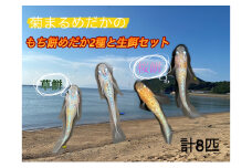 [№4631-2640]菊まるめだかの【もち餅めだか2種生餌セット】計8匹 メダカ 幼魚～若魚 1.5cm～2.0cm 生体 ペット ミジンコ ゾウリムシ