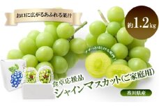 [№4631-2696]食卓応援品　シャインマスカット（ご家庭用）約1.2kg