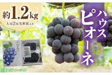 【ふるさと納税】【先行予約】 【配送不可地域：北海道・沖縄県・離島】 期間限定 ハウスピオーネ 約1.2kg 大房2房 化粧箱入り ぶどう 人気 送料無料 産地直送 フルーツ 果汁 お取り寄せ お取り寄せグルメ ギフト プレゼント 贈り物 大粒 種なし クール便 三豊市産