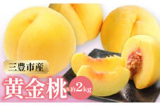 【ふるさと納税】数量限定！先行予約販売開始★ 神田農園の産地直送 桃「黄金桃」 約2kg [ フルーツ 名産品 桃 もも モモ 黄桃 果物 くだもの 取り寄せグルメ 三豊市 15000 15, 返礼品 神田桃園 ] ※配送不可地域：北海道・沖縄県・離島