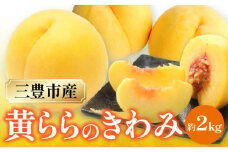 【ふるさと納税】数量限定！先行予約販売開始★ 神田農園の産地直送 桃「黄ららのきわみ」約2kg [ フルーツ 名産品 桃 もも モモ 黄桃 果物 くだもの 三豊市 15000 15, 返礼品 神田桃園 ] ※配送不可地域：北海道・沖縄県・離島