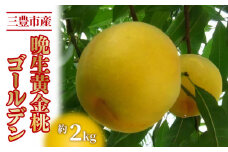 【ふるさと納税】数量限定！先行予約販売開始★ 神田農園の産地直送 桃「晩生黄金桃ゴールデン」約2kg [ フルーツ 名産品 桃 もも モモ 黄桃 果物 くだもの お取り寄せグルメ 三豊市 15000 15, 返礼品 神田桃園 ] ※配送不可地域：北海道・沖縄県・離島