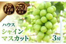 【ふるさと納税】【先行予約】【配送不可地域：北海道・沖縄県・離島】ハウスシャインマスカット　3房【750ｇ以上】【糖度17度以上】 シャインマスカット 大粒 贈答用 ギフト お取り寄せ 国産 旬 新鮮 産地直送 高級 ぶどう 葡萄 ブドウ 皮ごと 種なし 詰め合わせ