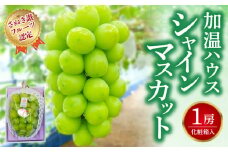 【ふるさと納税】【さぬき讃フルーツ認定】 締め切り間近 加温ハウス シャインマスカット１房  シャインマスカット 大粒 贈答用 ギフト お取り寄せ 国産 旬 新鮮 産地直送 高級 ぶどう 葡萄 ブドウ 皮ごと 種なし たねなし 詰め合わせ 詰合せ 詰合わせ（化粧箱入り）