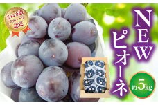 【ふるさと納税】【さぬき讃フルーツ認定】締め切り間近 NEWピオーネ 約5kg