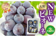 【ふるさと納税】【さぬき讃フルーツ認定】 締め切り間近 NEWピオーネぶどう 大粒約2kg  秋 旬