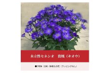 【ふるさと納税】木立性セネシオ　貴凰（キオウ） 5号鉢 鉢植え 園芸品種 [ 園芸 お取り寄せ ギフト 観賞用 花 フラワー 鉢植え 生花 お洒落              返礼品 三豊市 三豊園芸 ] 【1月～2月発送】