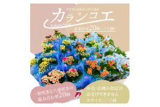 【ふるさと納税】カラフルな色合いが人気の「カランコエ」おまかせ20鉢（三寸鉢）