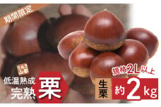 【ふるさと納税】 期間限定 数量限定 先行予約 さぬき山都の低温熟成完熟栗 (生栗) 約2kg (2Lサイズ以上) さぬき 山都 低温熟成 完熟 栗 完熟栗 大粒 栽培 厳選 糖度 選別 三豊市産 グルメ お取り寄せ アレンジ お取り寄せグルメ 香川県 三豊市 送料無料  くり