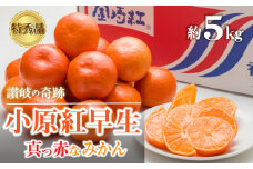 【ふるさと納税】 みかん 小原紅みかん　讃岐の奇跡！特秀品！小原紅早生真っ赤なみかん 極撰 約5kg [ フルーツ 果物 果実 柑橘 スイーツ 食品 国産 香川県 三豊市 お取り寄せ 返礼品 ギフト プレゼント 送料無料  旬 北浜商店 ] 【配送不可地域：北海道・沖縄県・離島】