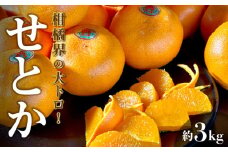 【ふるさと納税】 みかん せとか 柑橘界の大トロ 約3kg [ フルーツ 果物 果実 柑橘 デザート スイーツ 甘い 果汁 常温 食品 国産 香川県 三豊市 お取り寄せ お取り寄せグルメ ギフト プレゼント 送料無料 旬 北浜商店 ]【2026年出荷】【配送不可地域：北海道・沖縄県・離島】